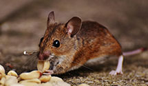 warehouse-pest-control Experts in St Paul